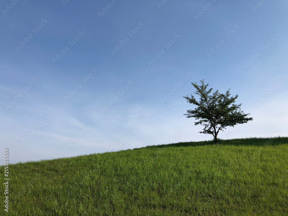 丘の上に立つ木と夏の青空