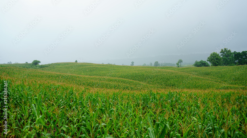 Corn field in the rainy season, cloudy and foggy in the sky Corn field in the rainy season, cloudy and foggy in the sky