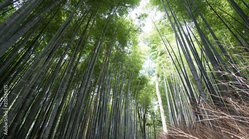 Fototapeta Naklejka Na Ścianę i Meble -  京都嵐山