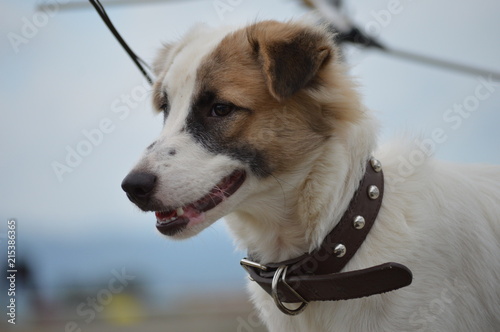 My Dog