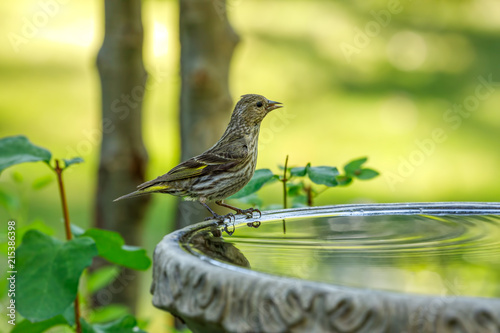 Foto Pine Siskin perched on birdbath with colorful background