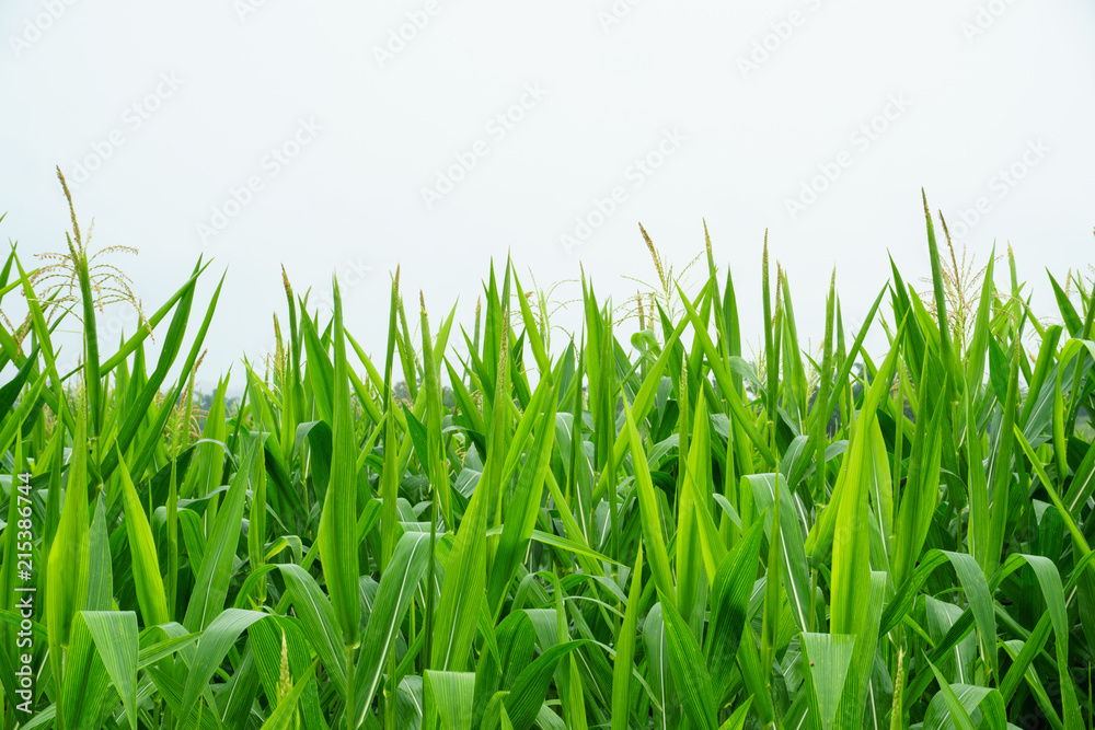 Obraz premium Corn field in the rainy season, cloudy and foggy in the sky