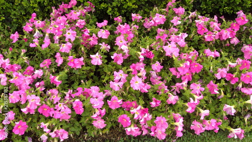 The flower camp