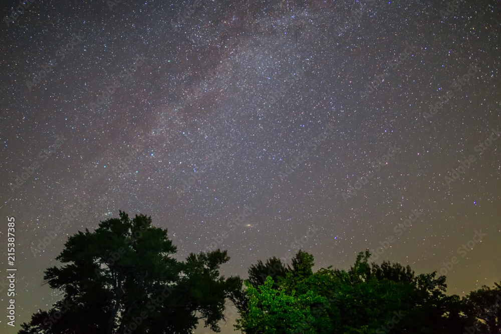 night starry sky with milky way above th oak trees