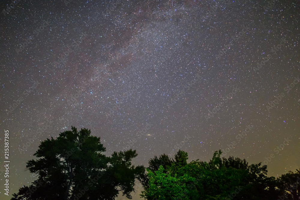night starry sky with milky way above th oak trees night starry sky with milky way above th oak trees