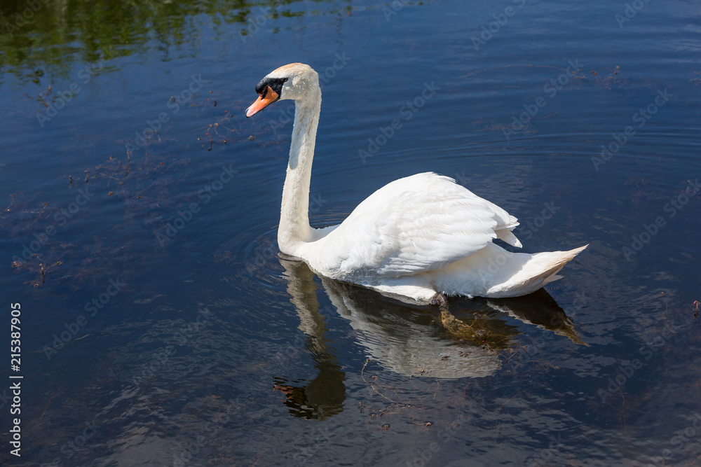 Beautiful swan paddling in the river at Newport wetlands in south Wales, UK Beautiful swan paddling in the river at Newport wetlands in south Wales, UK