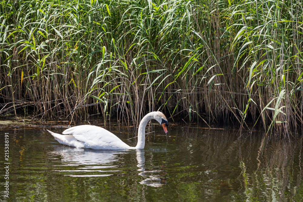Obraz premium Beautiful swan paddling in the river at Newport wetlands in south Wales, UK