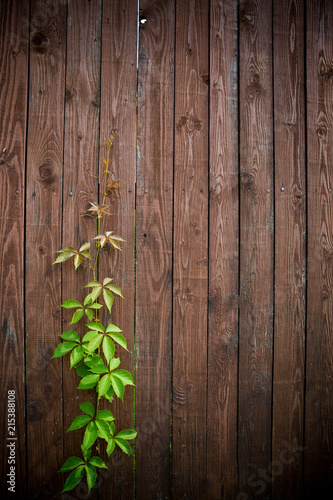 the leaves of the loach grow through a coarse wooden fence