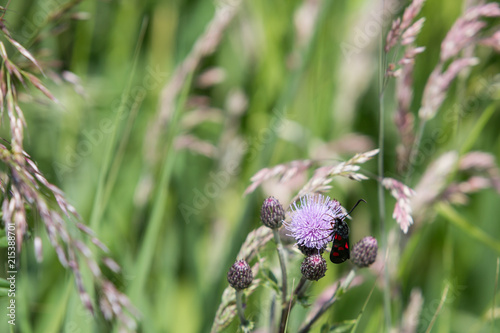 The six-spot burnet (Zygaena filipendulae) which is a day-flying moth of the family Zygaenidae, feeding on a milk thistle flower at the Newport wetlands in Wales