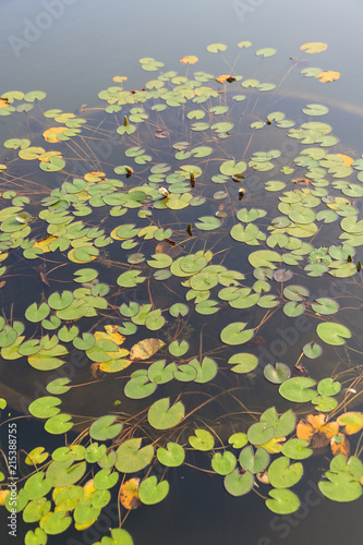 A lotus leaf and a pond