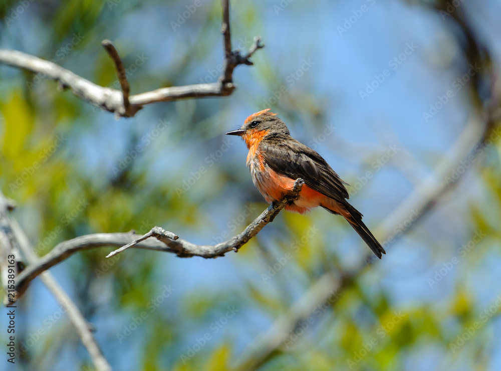 Immature Vermilion Flycatcher (Pyrocephalus) perched on a small branch - San Juan Cosala, Jalisco, Mexico Immature Vermilion Flycatcher (Pyrocephalus) perched on a small branch - San Juan Cosala, Jalisco, Mexico