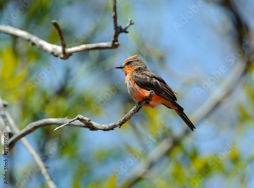 Immature Vermilion Flycatcher (Pyrocephalus) perched on a small branch - San Juan Cosala, Jalisco, Mexico