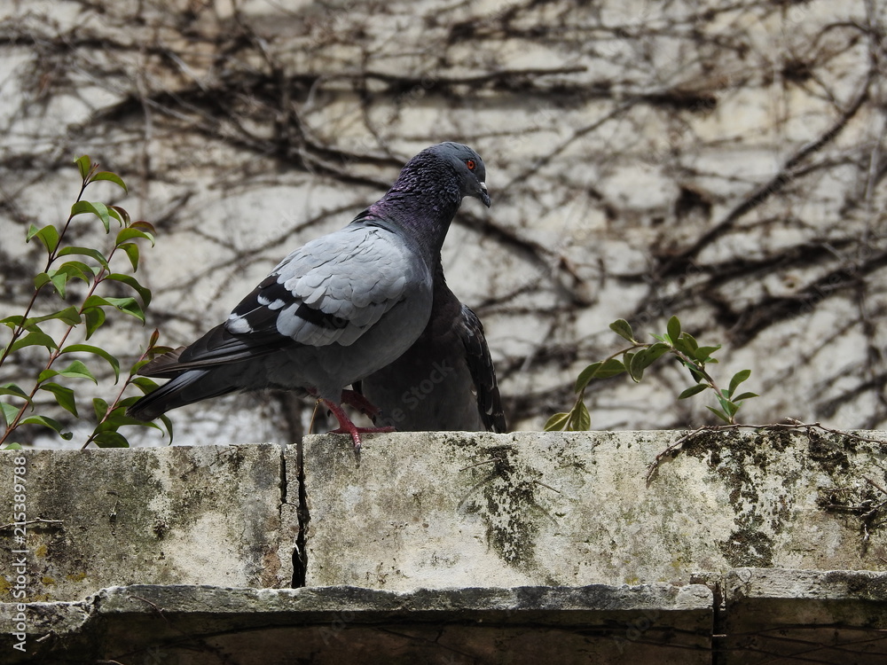 Obraz premium Pigeon 3