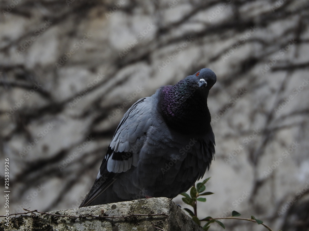 Obraz premium Pigeon 2