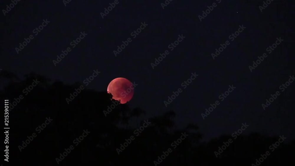 Blood moon rises over treeline Blood moon rises over treeline