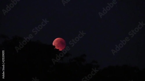 Blood moon rises over treeline