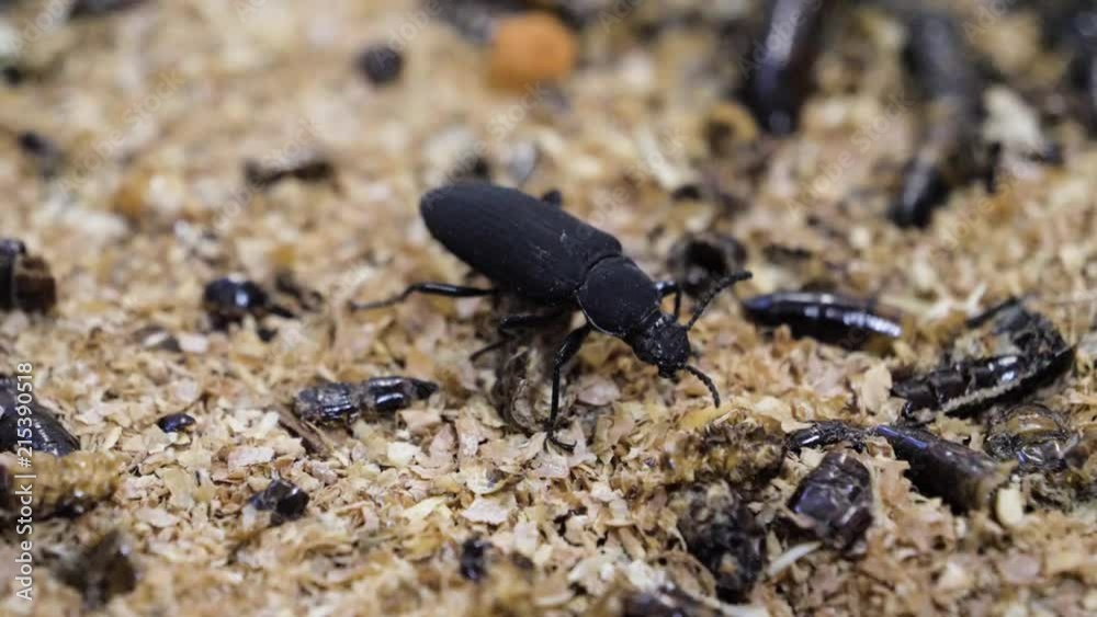 A darkling beetle bred for feeding superworms to reptiles A darkling beetle bred for feeding superworms to reptiles