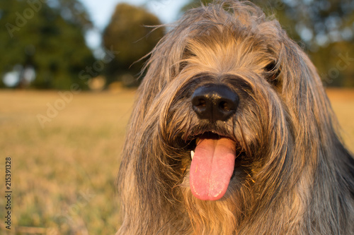 CLOSE UP PF A CATALAN SHEEPDOG STICKING OUT TONGUE ON SUMMER HEAT