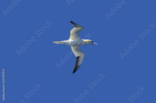 A gannet is flying in front of a blue sky