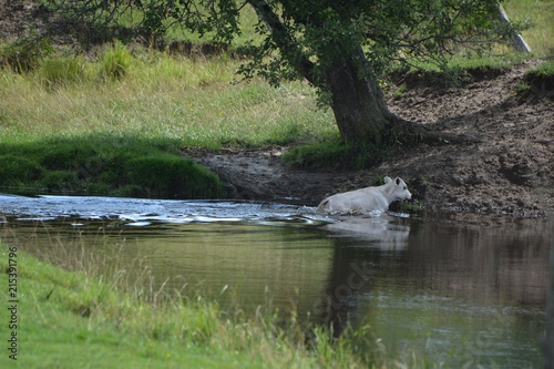 Calf crossing River