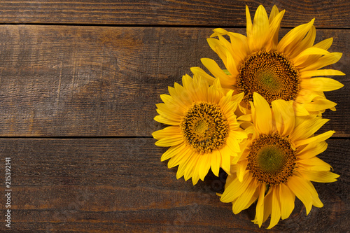 Beautiful bright yellow three sunflowers on a brown wooden background with a place for the inscription. Flowers