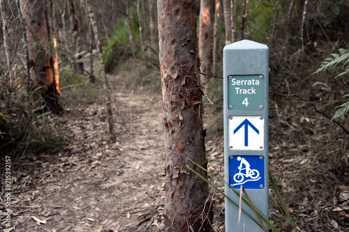 Bushwalking track through native forest in Garigal National Park. photo