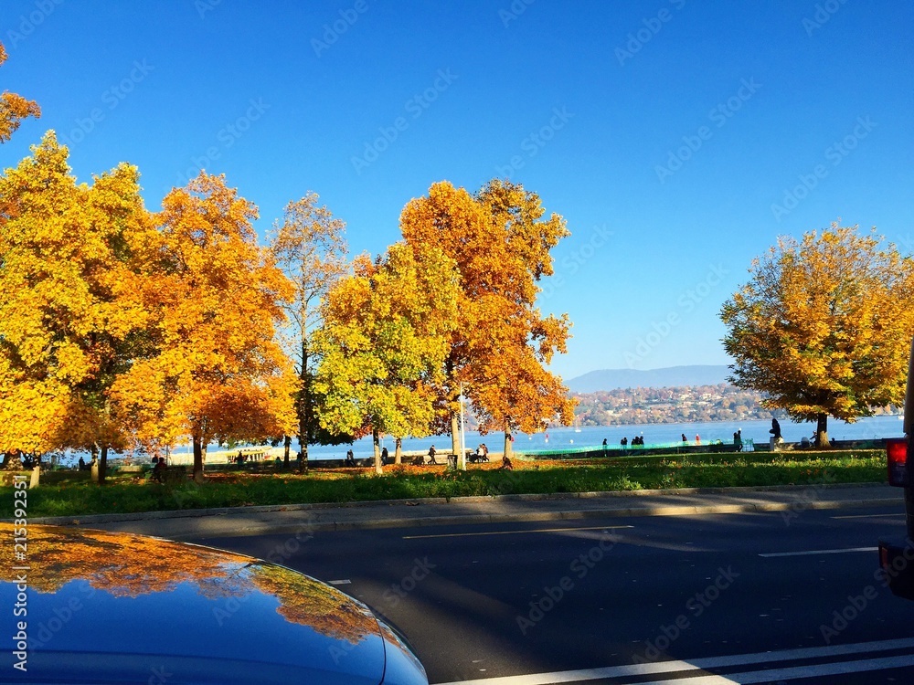 Autumn trees and blue sky, beautiful landscape. Copy space,