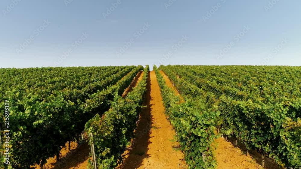 Flying over vineyard rows with grapes - Aerial drone footage Flying over vineyard rows with grapes - Aerial drone footage