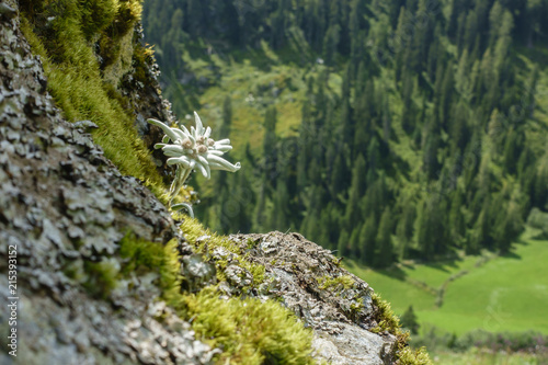 Fototapeta Naklejka Na Ścianę i Meble -  Edelweiss geschützte Blume der Alpen