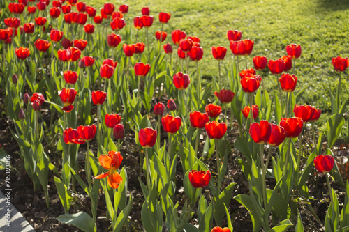 Tulipe Red Field