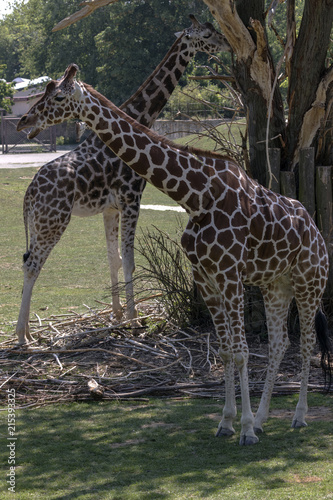protected animals kept in a safari park