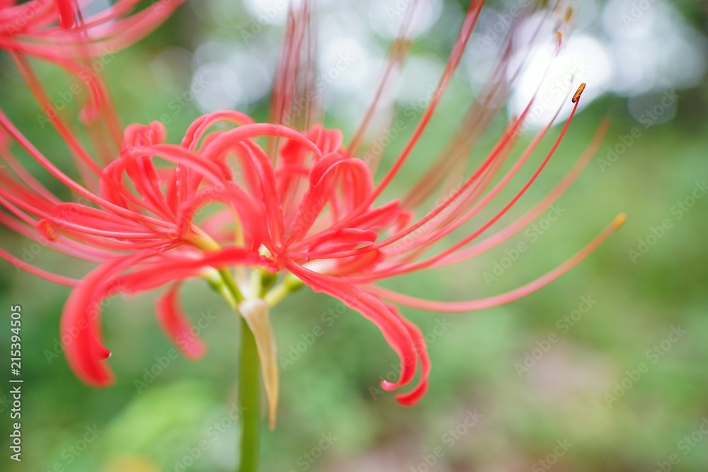 Naklejka premium ヒガンバナ