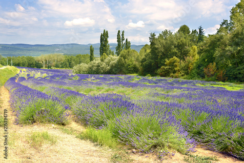 Lavender field in Provence, a province of southeastern France