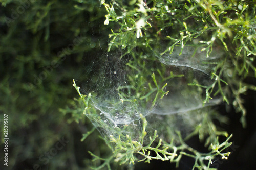 spiderweb4