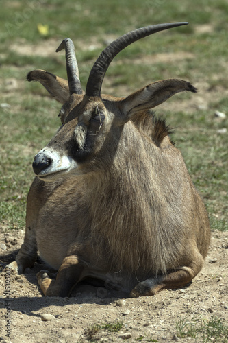 beautiful wild animals in safari photo