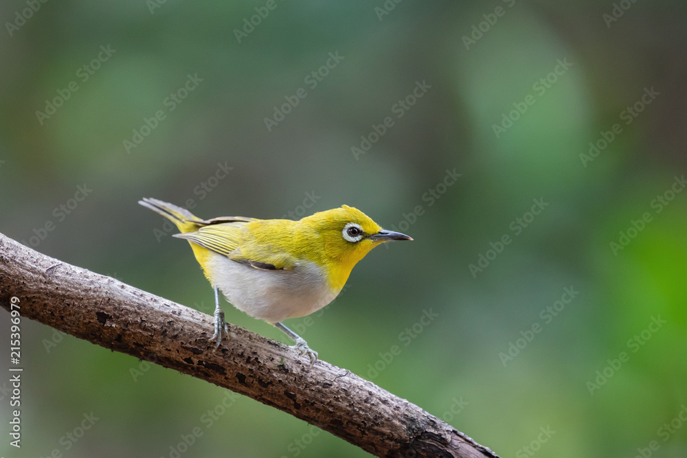 Oriental white-eye bird is a small bird with olive and yellow color on its head, back, wing and tail. Only its chest and belly are white.