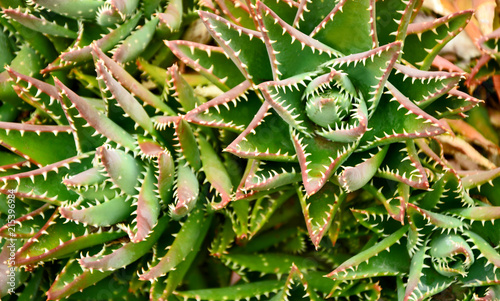 Aloe brevifolia with full frame photo