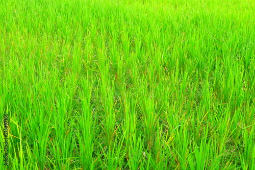 Rice green field at agricultural area at central Java, Indonesia