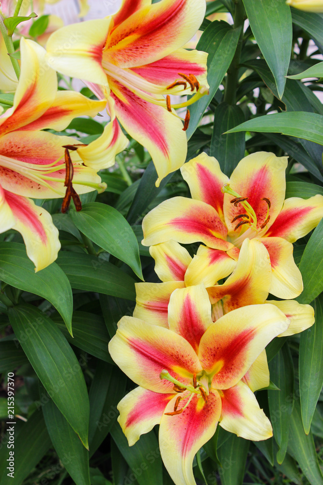 Lily flowers in the garden Lily flowers in the garden
