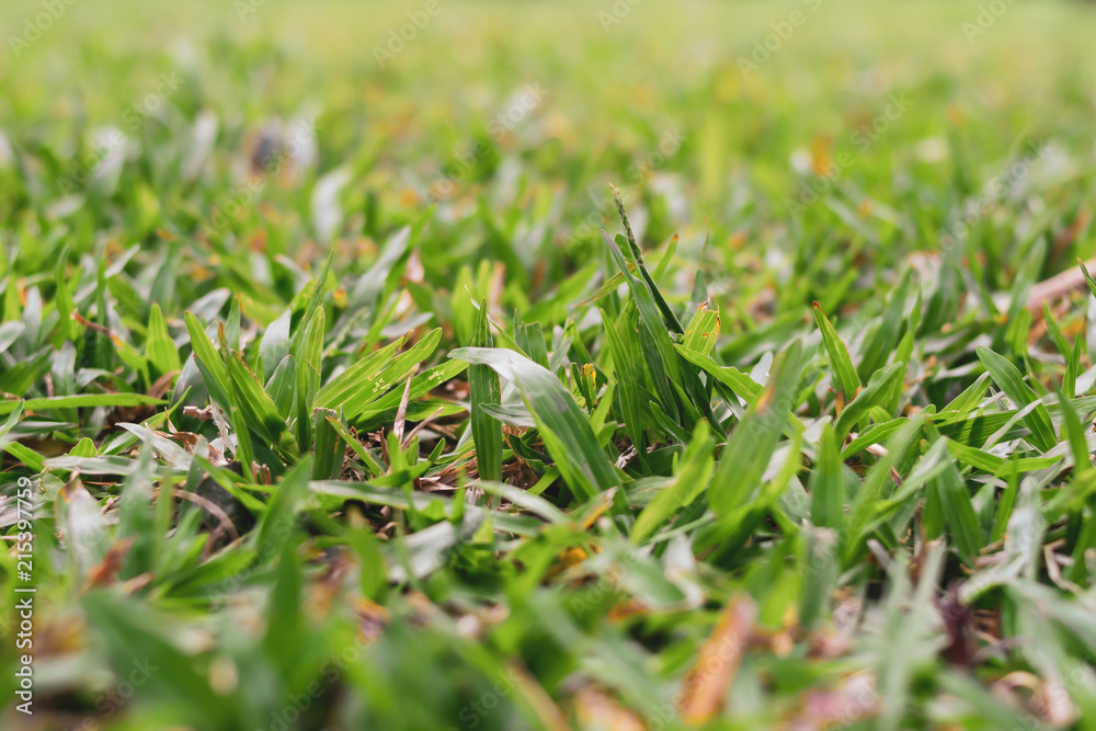 Fresh morning with the green natural Grasses Fresh morning with the green natural Grasses