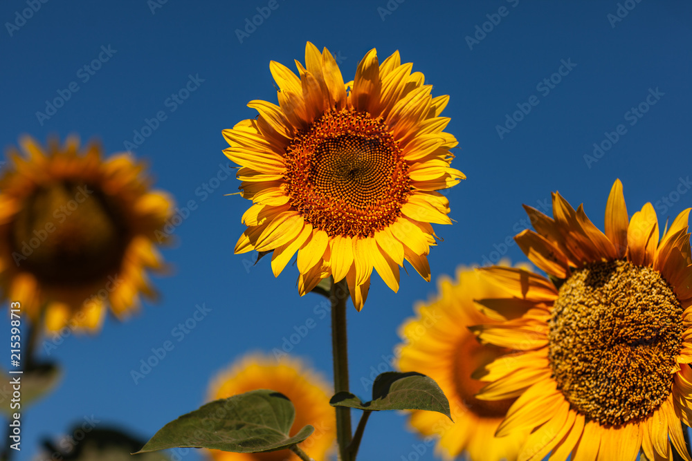 Naklejka premium sunflower 