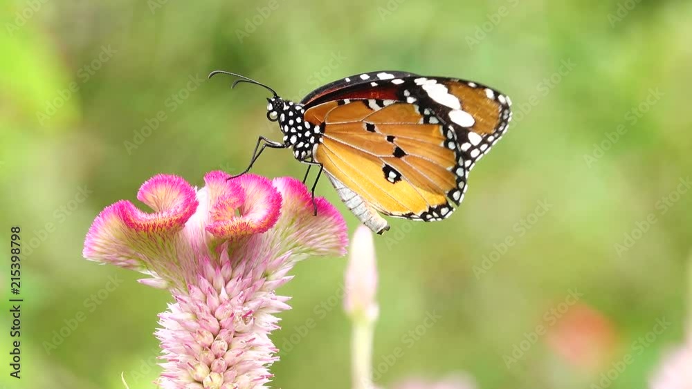 4K Thai beautiful butterfly on meadow flowers nature outdoor 4K Thai beautiful butterfly on meadow flowers nature outdoor