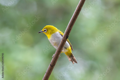 Oriental white-eye bird is a small bird with olive and yellow color on its head, back, wing and tail. Only its chest and belly are white.