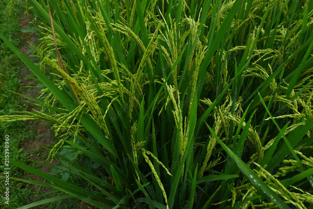 Rice green field at agricultural area at central Java, Indonesia Rice green field at agricultural area at central Java, Indonesia
