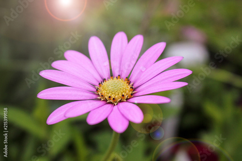 Purple gerbera in a field