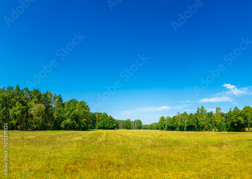 Landschaft mit Wiese und Waldrand