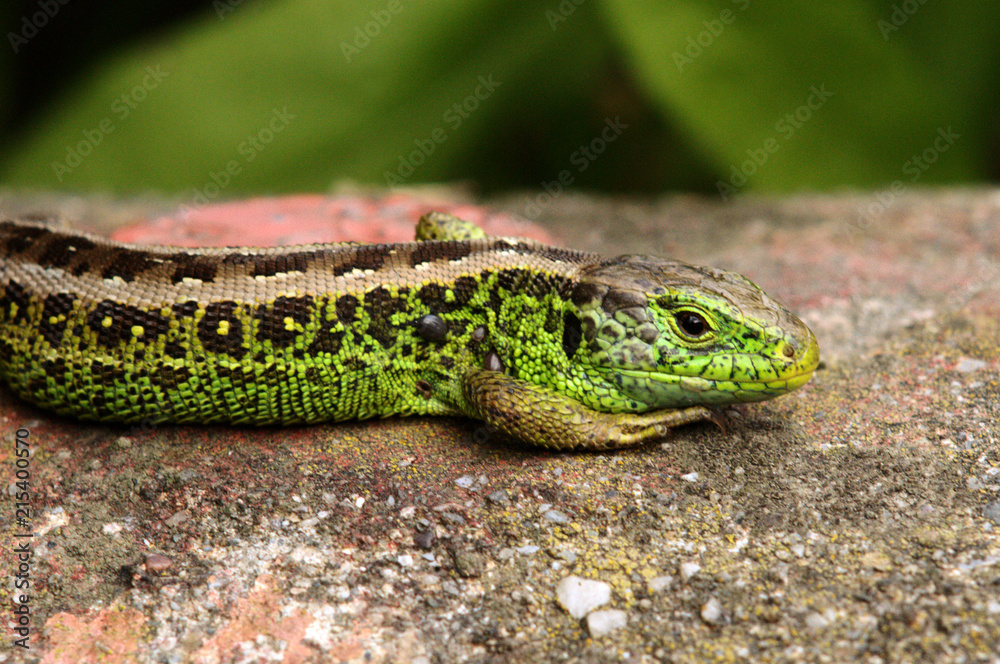 Sand lizard in Swiss vineyard Sand lizard in Swiss vineyard