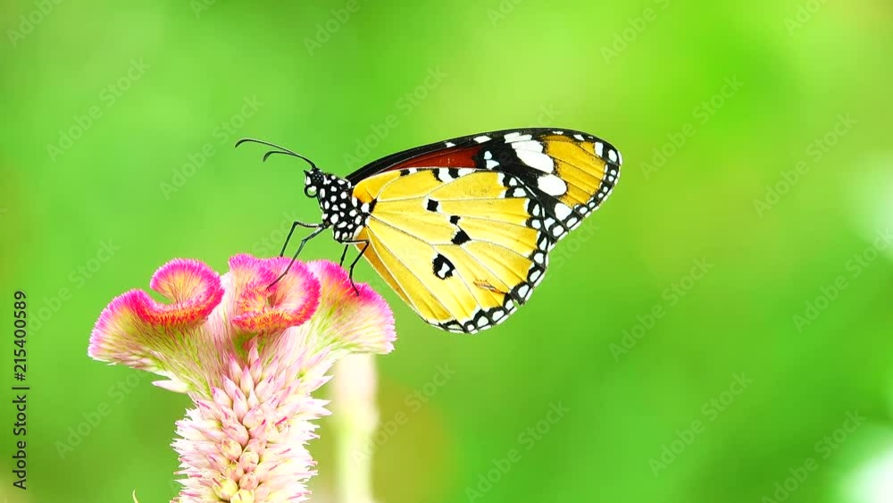 4K Thai beautiful butterfly on meadow flowers nature outdoor 4K Thai beautiful butterfly on meadow flowers nature outdoor