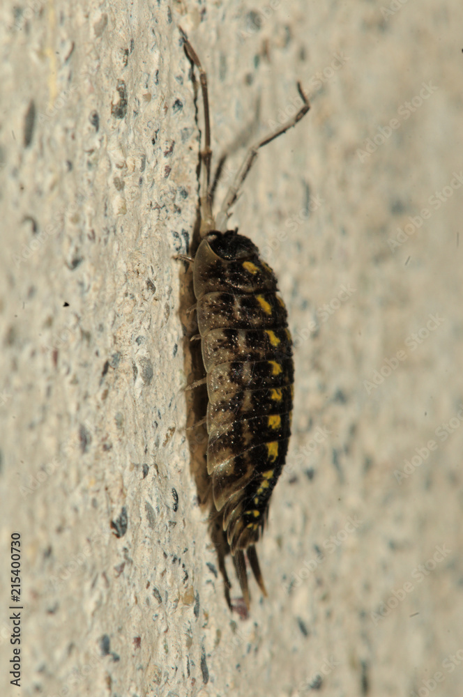 Woodlouse on Garden Wall, Berschis, Swiss Alps Woodlouse on Garden Wall, Berschis, Swiss Alps