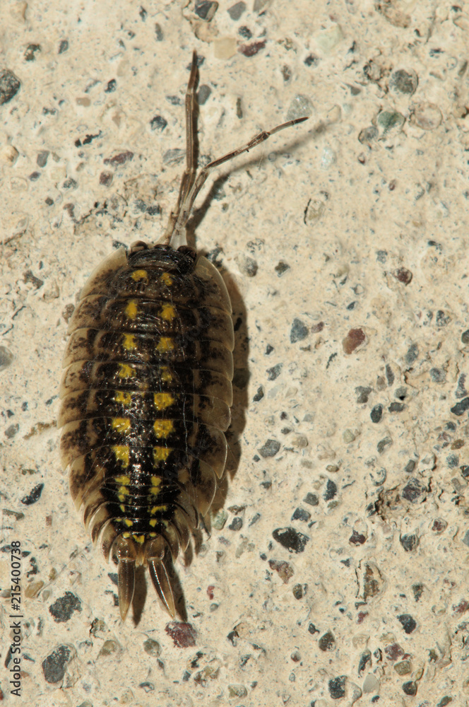 Woodlouse on Garden Wall, Berschis, Swiss Alps Woodlouse on Garden Wall, Berschis, Swiss Alps